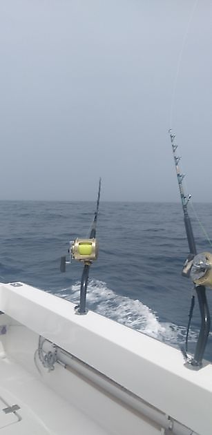 Great fishing day with live bait again. White Marlin Gran Canaria
