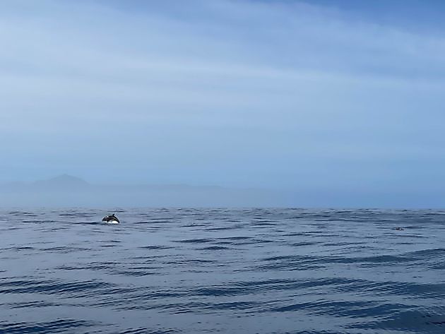 Día de los pargos rojos. White Marlin Gran Canaria