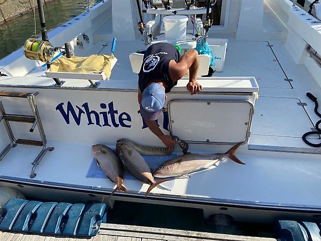 Fersk blekksprut til agn. White Marlin Gran Canaria