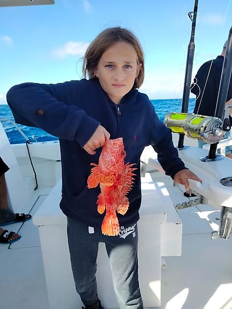 Frischer Tintenfisch als Köder. - White Marlin Gran Canaria