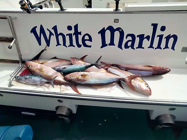El equipo A. White Marlin Gran Canaria