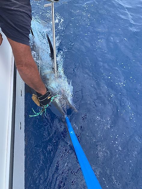 Mr Majestic White Marlin Gran Canaria