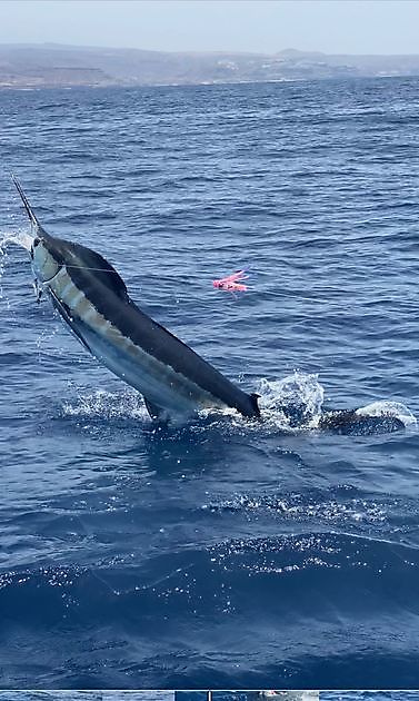 Trui White Marlin Gran Canaria