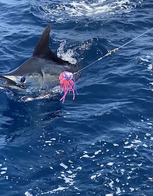 Wahoo White Marlin Gran Canaria