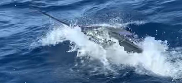 Mijnheer Majestic - White Marlin Gran Canaria