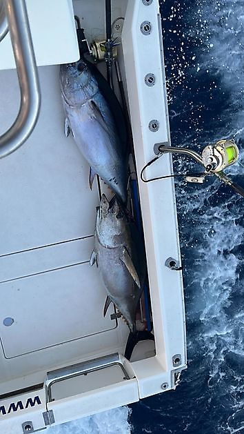 Fotos del día. White Marlin Gran Canaria