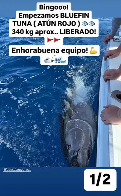 Blauflossenthun und Wahoo … White Marlin Gran Canaria