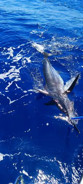 ¡¡¡Bingoo!!! ¡¡¡Marlín azul!!! White Marlin Gran Canaria