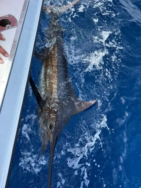 Marlin, Marlin, Marlin!!! White Marlin Gran Canaria