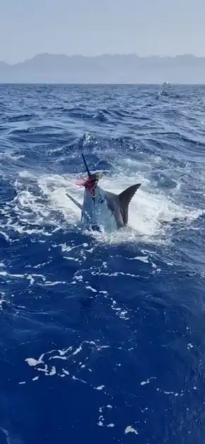 Blue Mariin !!! White Marlin Gran Canaria