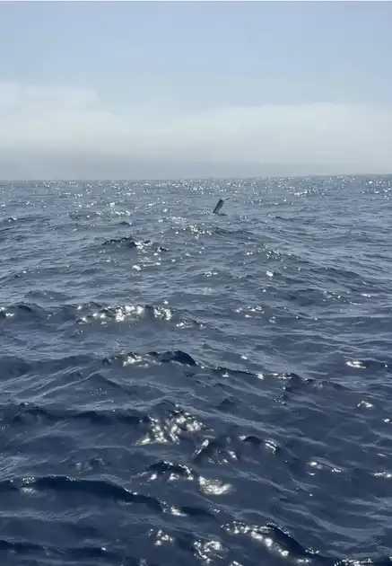 Blue Marlin ,Spearfish!!! - White Marlin Gran Canaria