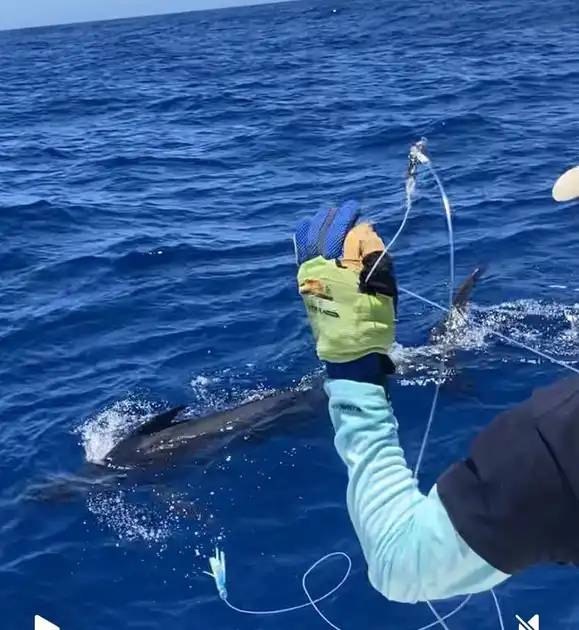 We gaan verder….!!!Blauwe Marlijn !!! - White Marlin Gran Canaria