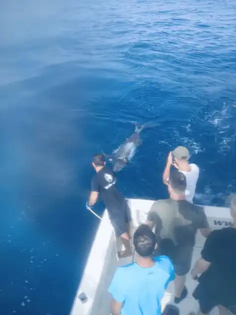 2 Blue Marlin, Skipjack tunfisk !!! White Marlin Gran Canaria