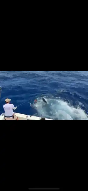 Marlin, Marlin, Marlin … White Marlin Gran Canaria