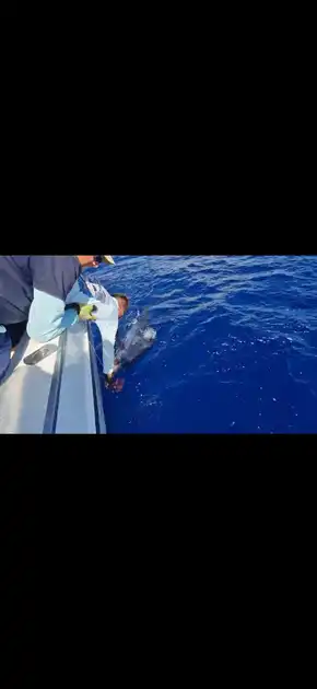 Volgende Marlin …….!!! White Marlin Gran Canaria