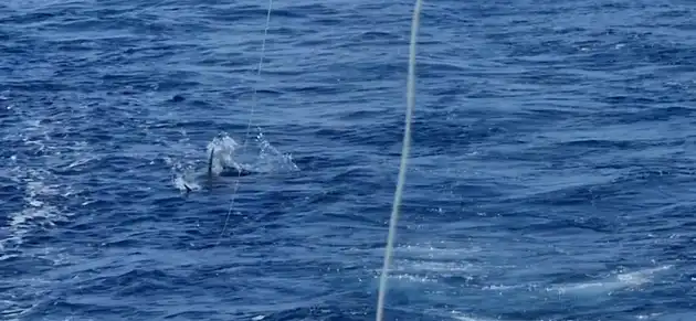 Blauer Marlin +300kg White Marlin Gran Canaria