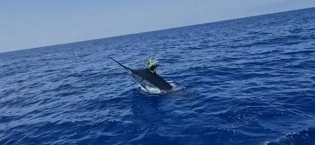 Blauwe marlijn meer dan 300kg!!! White Marlin Gran Canaria