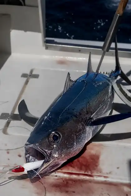 Weißer Thunfisch!! - White Marlin Gran Canaria