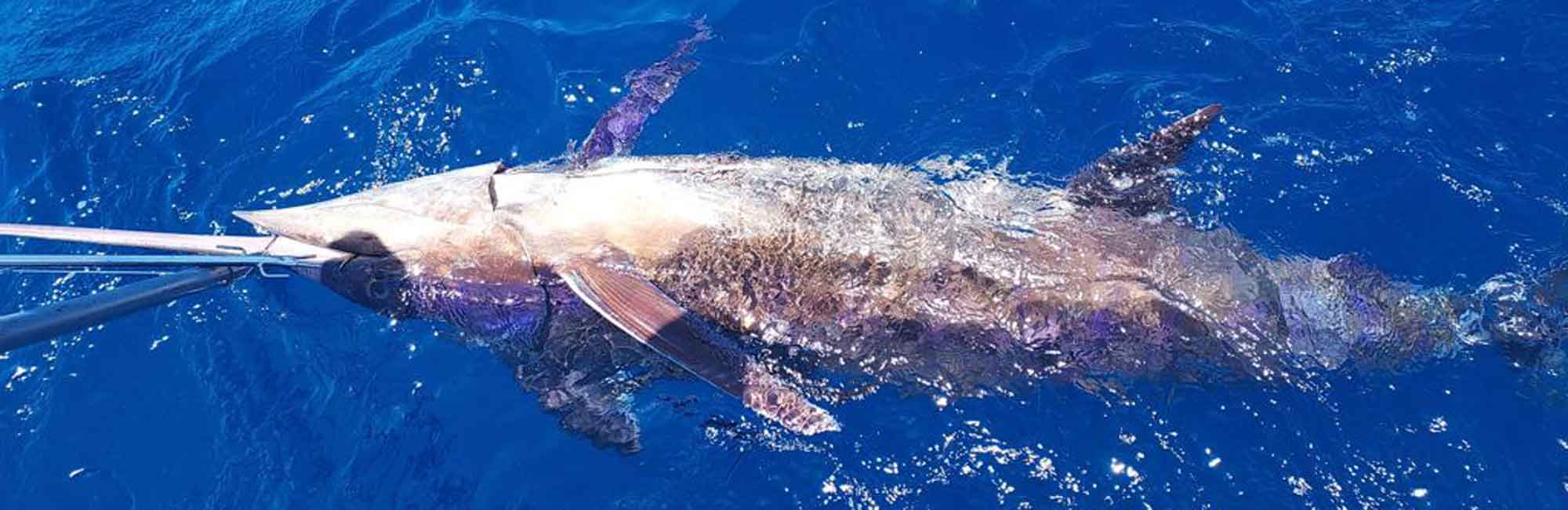  - White Marlin Gran Canaria