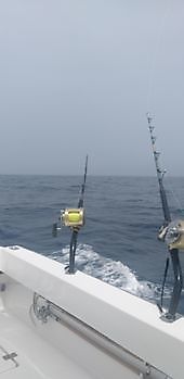 Gran día de pesca con carnada viva nuevamente. White Marlin Gran Canaria