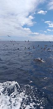 14 de agosto de 2021 White Marlin Gran Canaria
