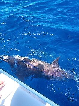 23 de septiembre de 2021 White Marlin Gran Canaria