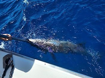 25 de septiembre de 2021 White Marlin Gran Canaria