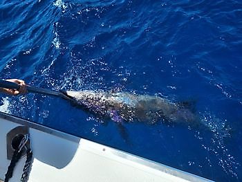 10 de julio de 2021 White Marlin Gran Canaria