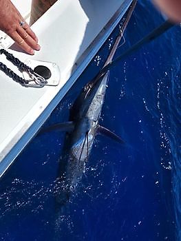 25 de septiembre de 2021 White Marlin Gran Canaria