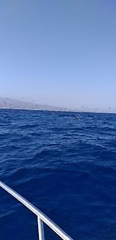 25 de septiembre de 2021 White Marlin Gran Canaria