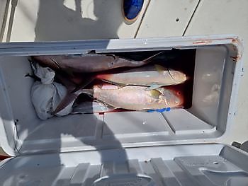 17 de octubre de 2021 White Marlin Gran Canaria