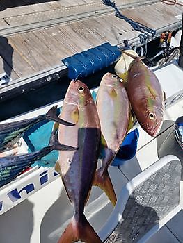 Tanque de cebo vivo White Marlin Gran Canaria