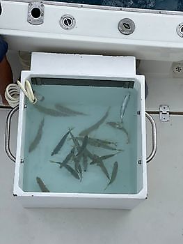 Live bait tank White Marlin Gran Canaria