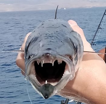 8 November 2021 White Marlin Gran Canaria