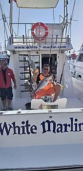 Vissen met levend aas. White Marlin Gran Canaria