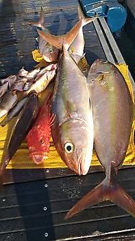 Toller Angeltag wieder mit Lebendköder. White Marlin Gran Canaria