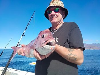 Das Lebendköderfischen-Abenteuer geht weiter. White Marlin Gran Canaria