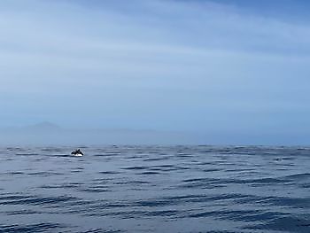 Día de los pargos rojos. White Marlin Gran Canaria