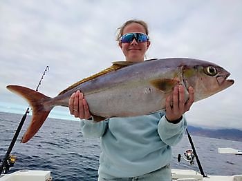 Amberjack vissen. White Marlin Gran Canaria