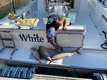 Nog meer Amberjacks vandaag. White Marlin Gran Canaria