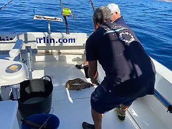 Flere Amberjacks i dag. White Marlin Gran Canaria