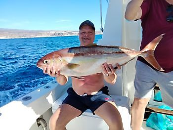 Amberjack-Explosion. White Marlin Gran Canaria