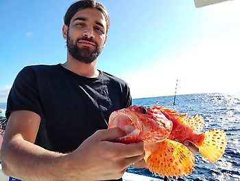 Frischer Tintenfisch als Köder. White Marlin Gran Canaria