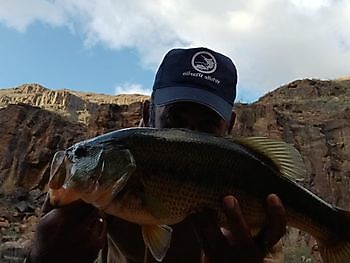 Fresh water fishing. White Marlin Gran Canaria