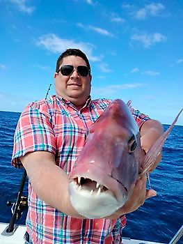 Pink Dentons. White Marlin Gran Canaria