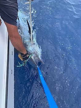 señor majestuoso White Marlin Gran Canaria