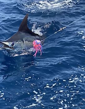 Wahoo White Marlin Gran Canaria