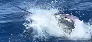 Mijnheer Majestic White Marlin Gran Canaria