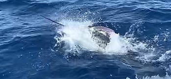 Mijnheer Majestic White Marlin Gran Canaria