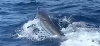 Mr Majestic White Marlin Gran Canaria